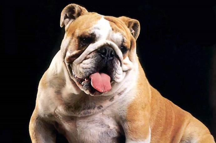 斗牛犬很可爱,但是我们每隔一段时间要给斗牛狗清洁卫生和护理一下