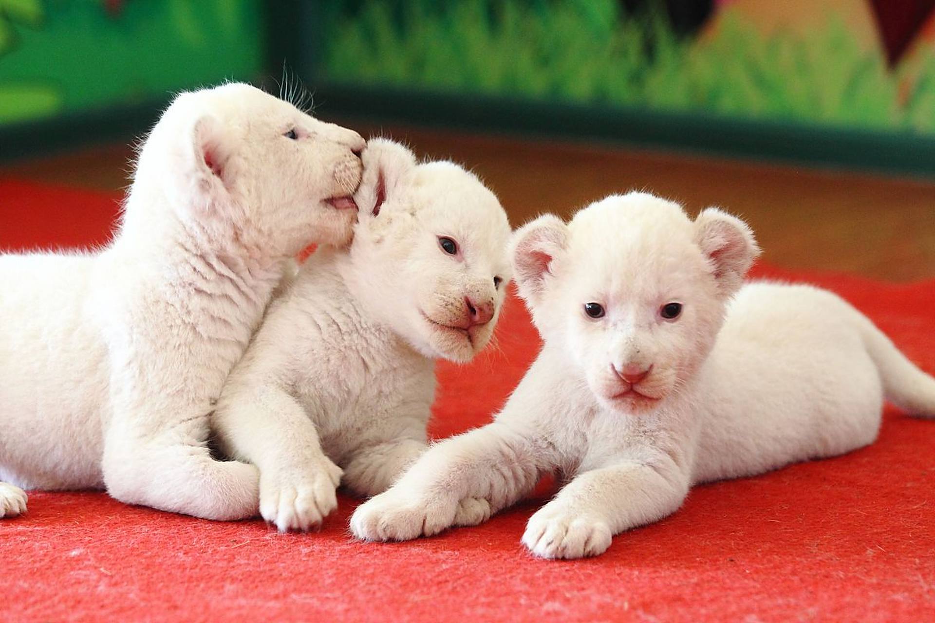 打假狂人铁头扬言打假三只羊 小杨哥,火遍全网的打假狂人,正在掀起一