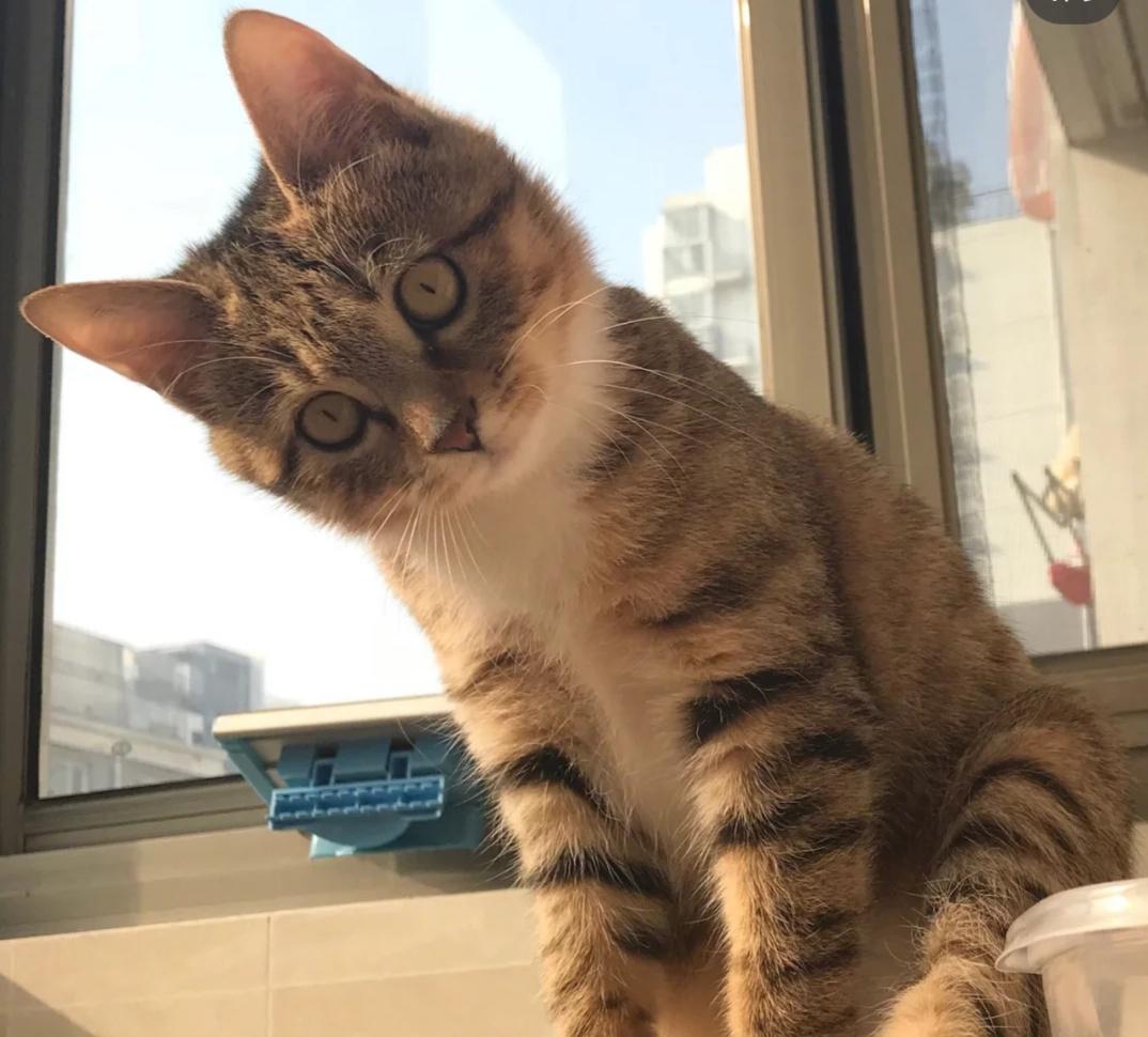 中华田园猫,可爱程度一点也不输外国猫咪,最后一种是颜值担当