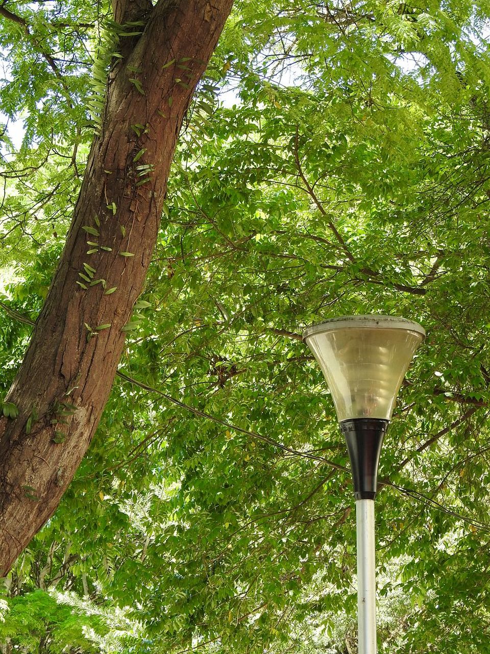 在落叶季节,靠近路灯的树比起其他地方的树,叶子总是落得晚一些.