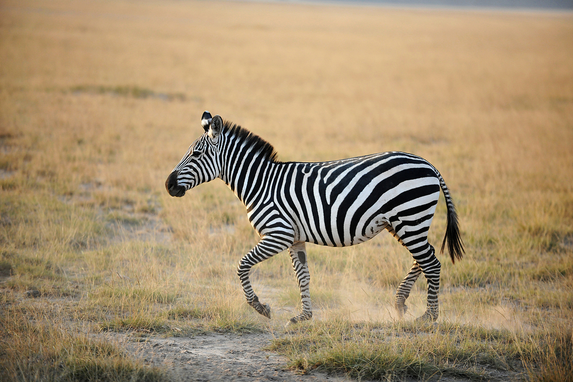 斑马,自然的艺术杰作,以其独特的黑白条纹图案闻名于世.