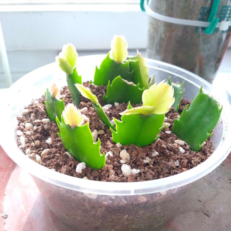 春天"扦插"蟹爪兰,准备1种"液体"蘸一下,10天冒根系