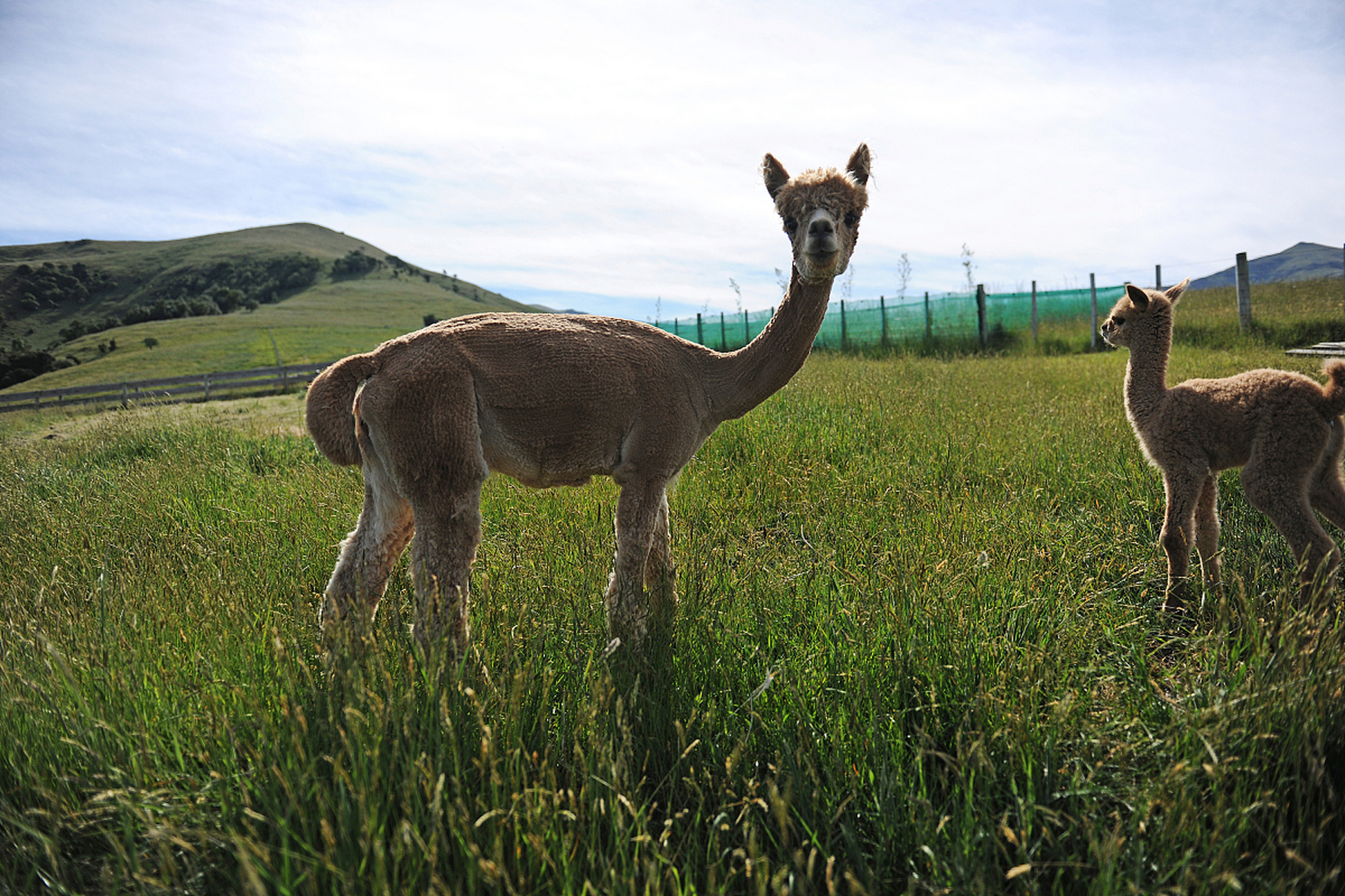 動物趣圖# 陽光明媚,風和日麗,羊駝可愛.