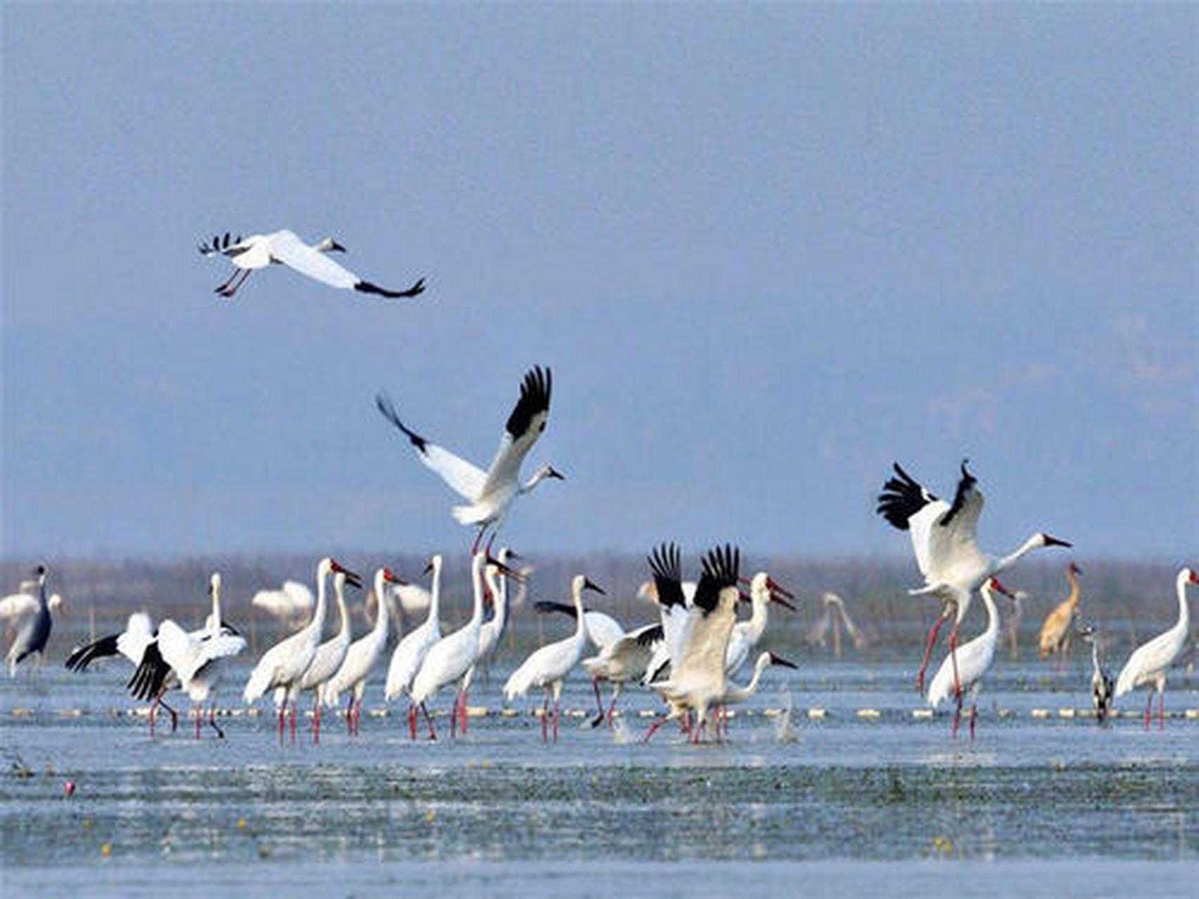 鄱阳湖国家湿地公园:这座湿地公园在当地的可以说是人气超高的景点,超