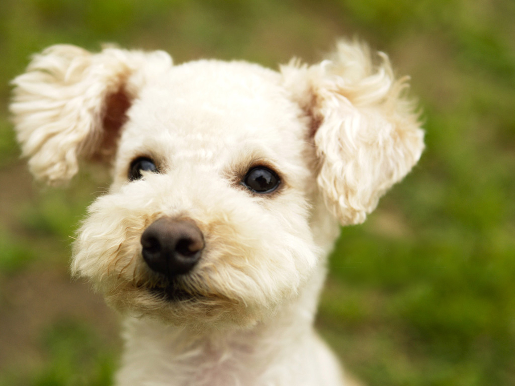 可爱迷你贵宾犬,电脑桌面壁纸,1024x768,电脑桌面壁纸