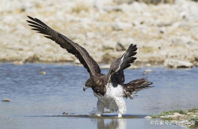 鹰的捕猎能力很强,可以在天上准确的定位地上的猎物