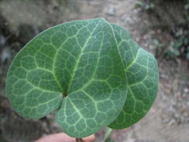 此草被称"万能解毒草",药效惊人,1斤30,可惜常被误认为杂草