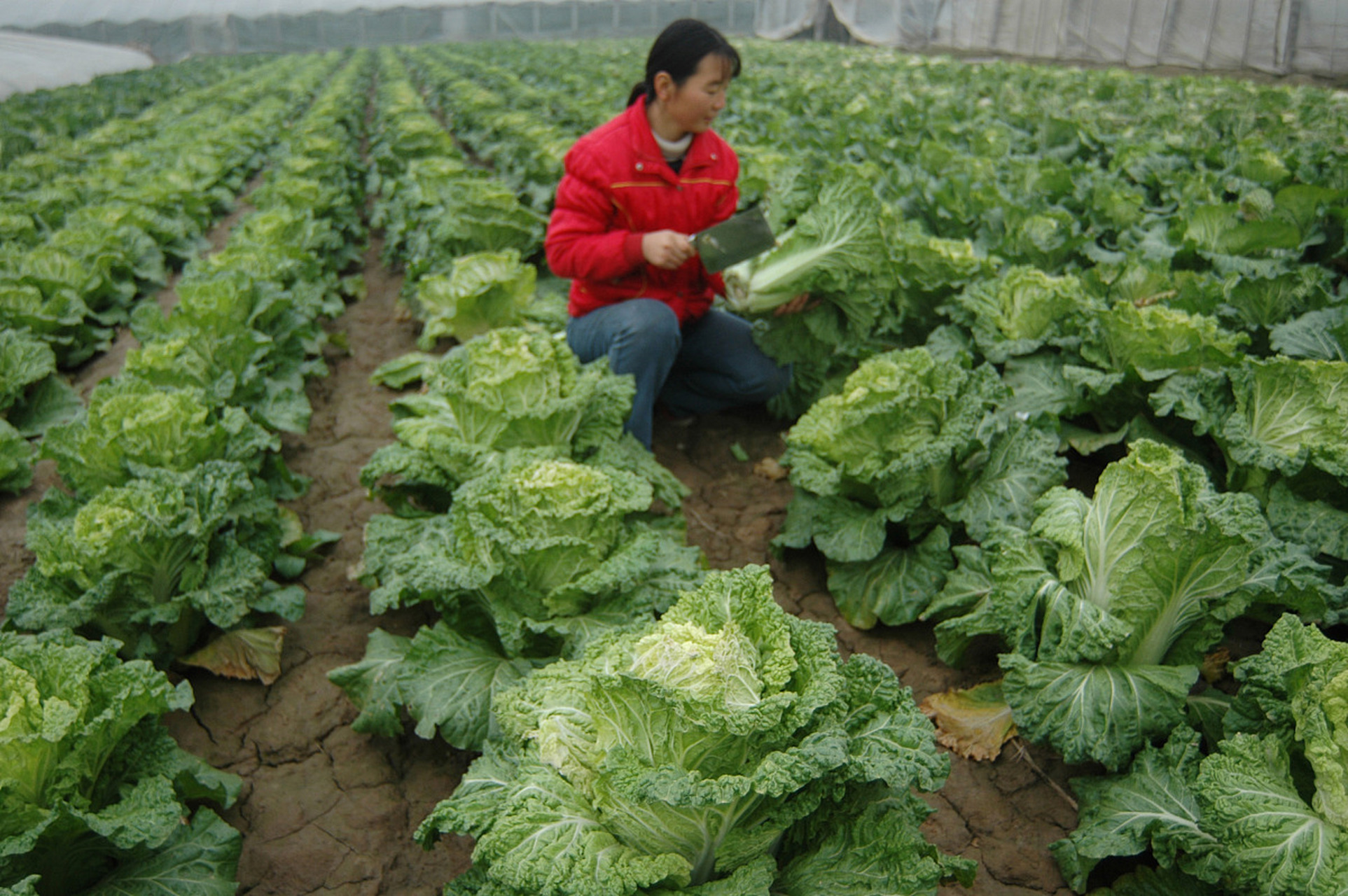 94 节气时节,10个秋白菜种植小知识 9791  1.