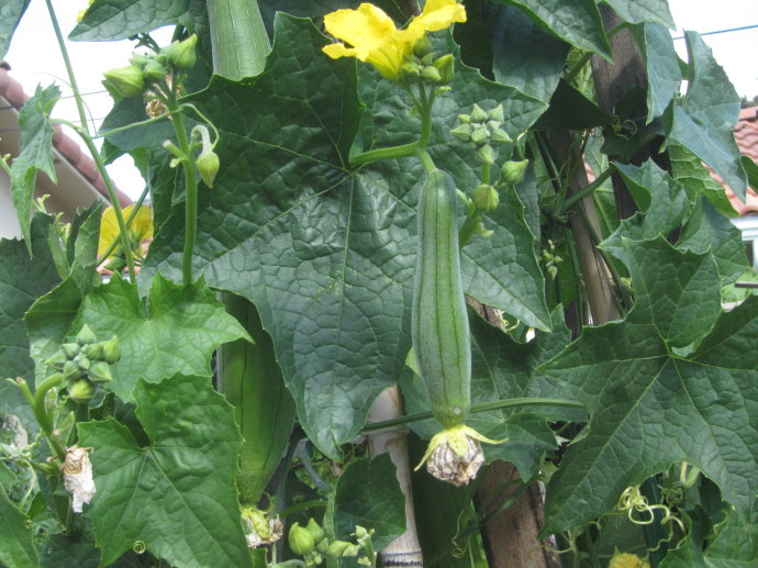 从而能够保证植株在生长期间的水分与养分的供给,引丝瓜藤蔓上架时,都