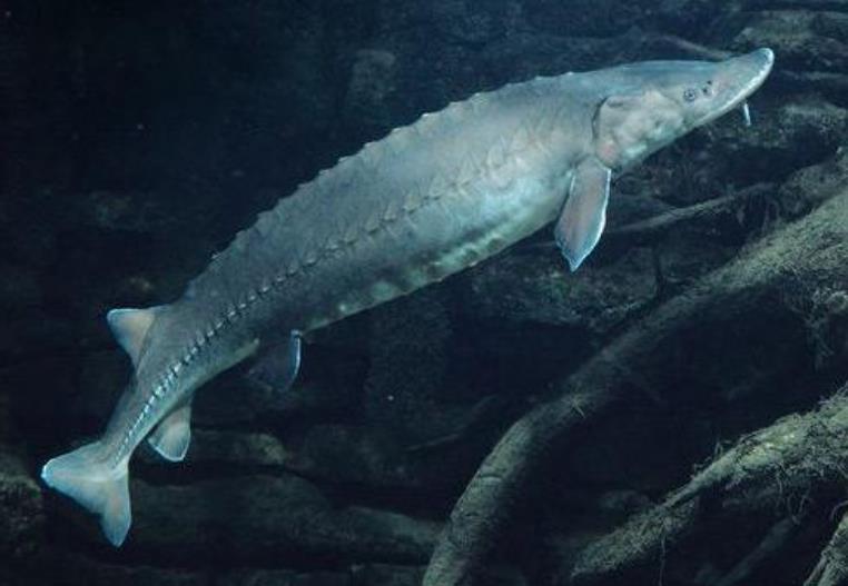 奇翼龙,奇翼龙看起来就像鸟类和翼龙的结合体,但它既不是鸟类也不是