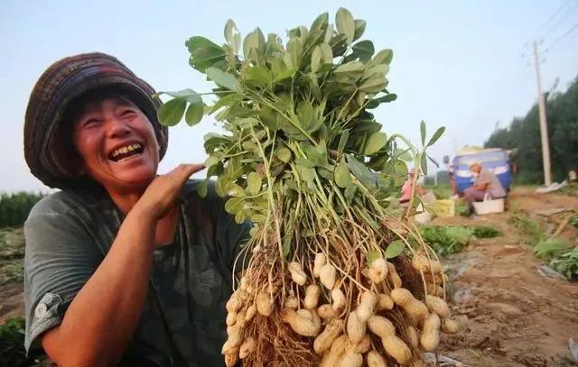 花生葉面肥的施用方法,瞭解一下