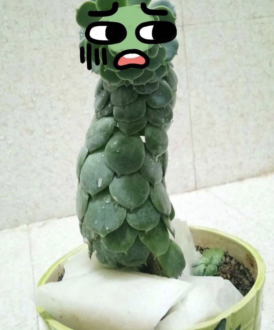 多肉徒长也是"好事儿",每盆"穿裙子,搞怪",太有意思了