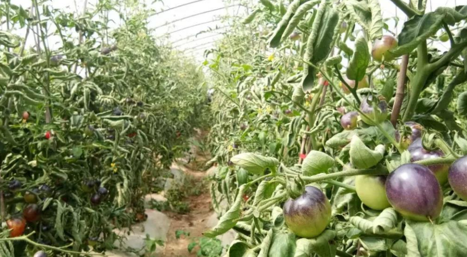 如何种植黑番茄?这几个关于黑番茄的种植方法,是缺一不可的!