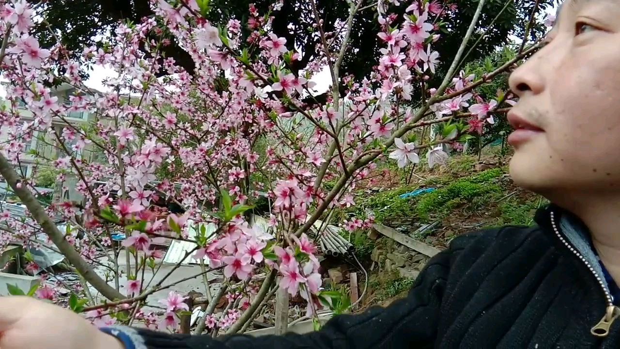 想吃桃花粥了,摘点桃花,熬个桃花粥喝,清香的味道儿时的记忆