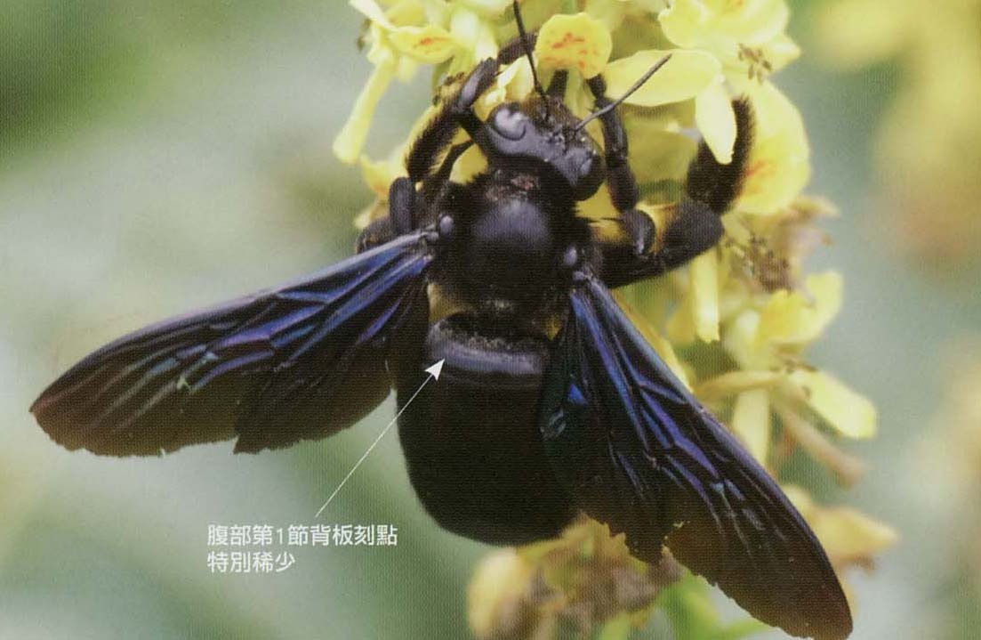 灰胸木蜂图片