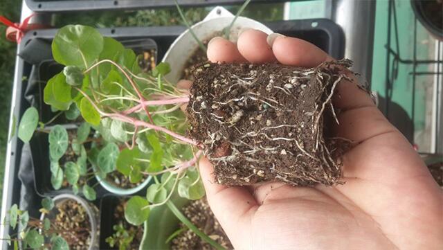 旱地也有"荷花"开!秋季播种旱金莲,来年开春花成球!