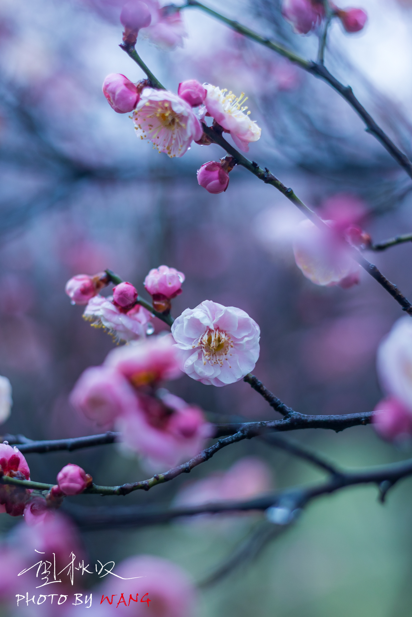 雨水不歇,冒着周冬雨,蜀冈之上梅花林里望春来