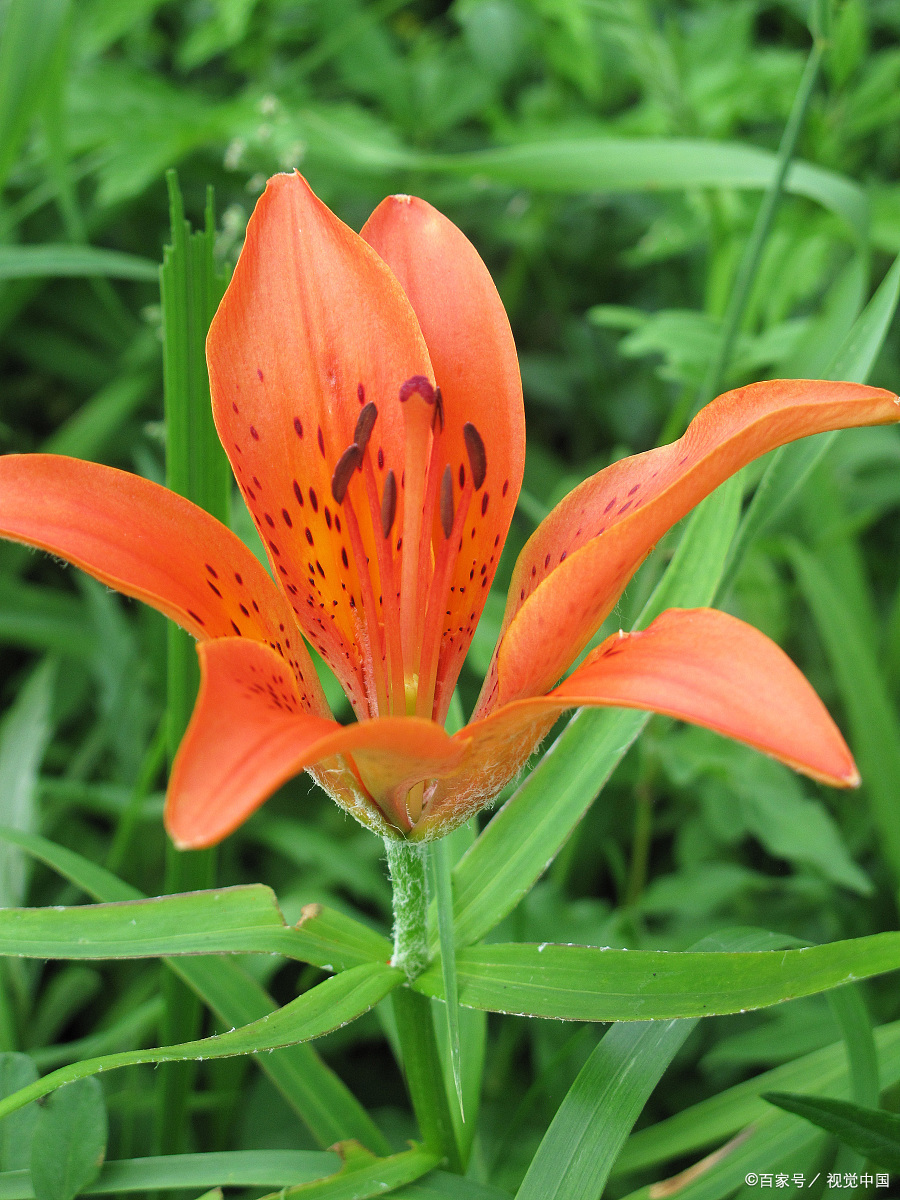 爱情的四大致命伤"要求,权衡利弊,甜言蜜语与浪漫"