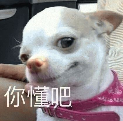 吉娃娃表情包「我想这是用表情包的最高境界」