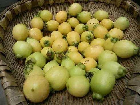 一种"空心果",在城里高价卖,农村人却不吃鲜果,晒干价更高