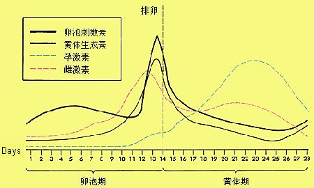 排卵期為什麼是一個月?和月亮有什麼關係嗎,答案是肯定的