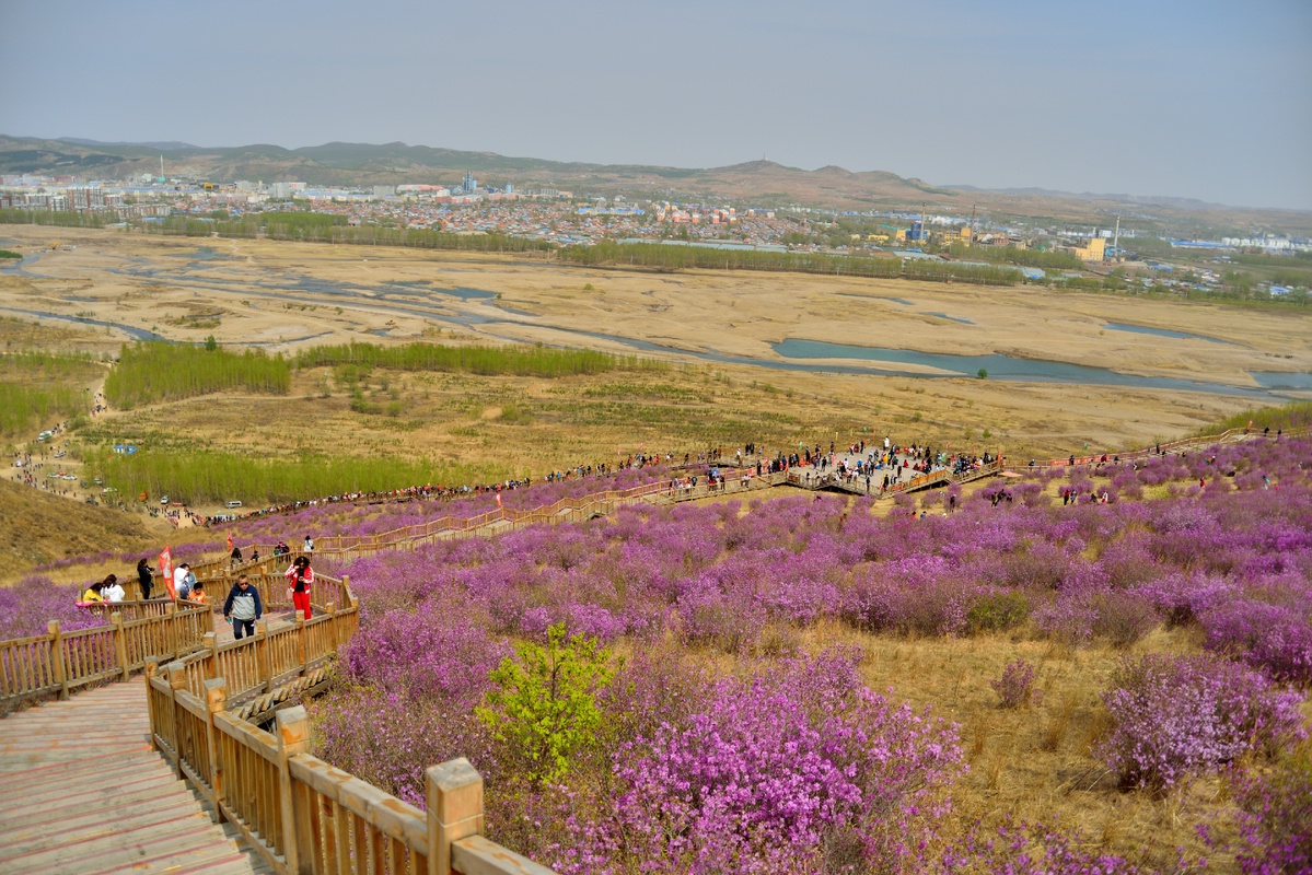 扎兰屯翠屏山的杜鹃花
