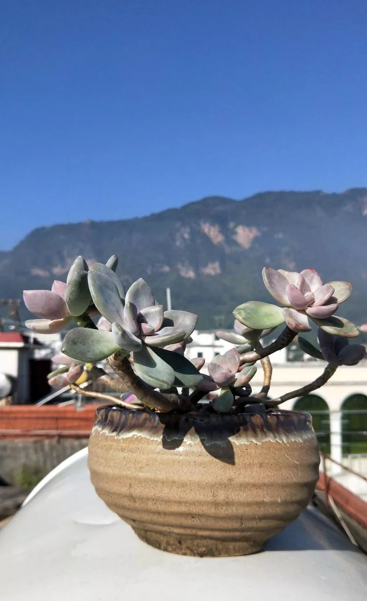 爱上多肉植物之转角遇到爱!