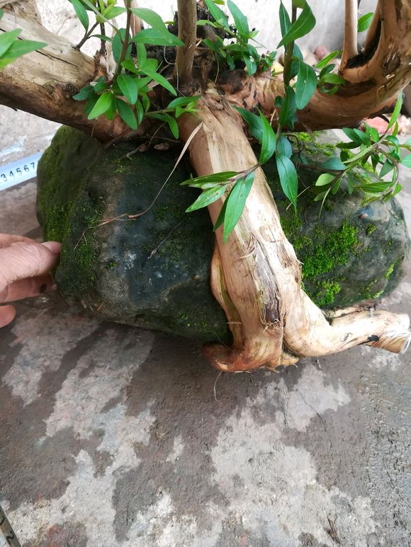 这样的蕊帽忍冬,做成附石盆景,真是再美不过了,大家觉得如何?