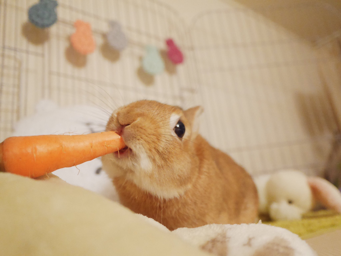 女孩给兔子准备了一根胡萝卜,兔子吃完第一口后表情变