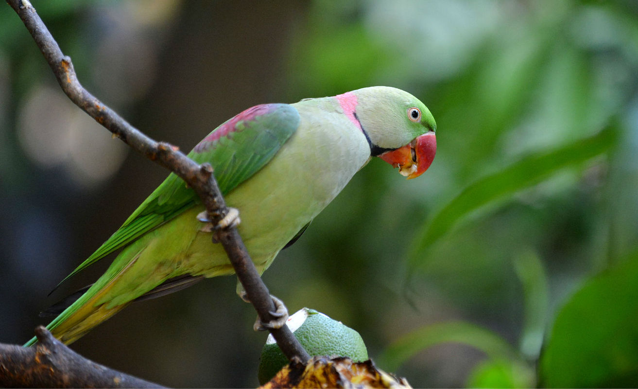 心理测试:哪个鹦鹉鸟最可爱,测你颜值在民国时期的排名
