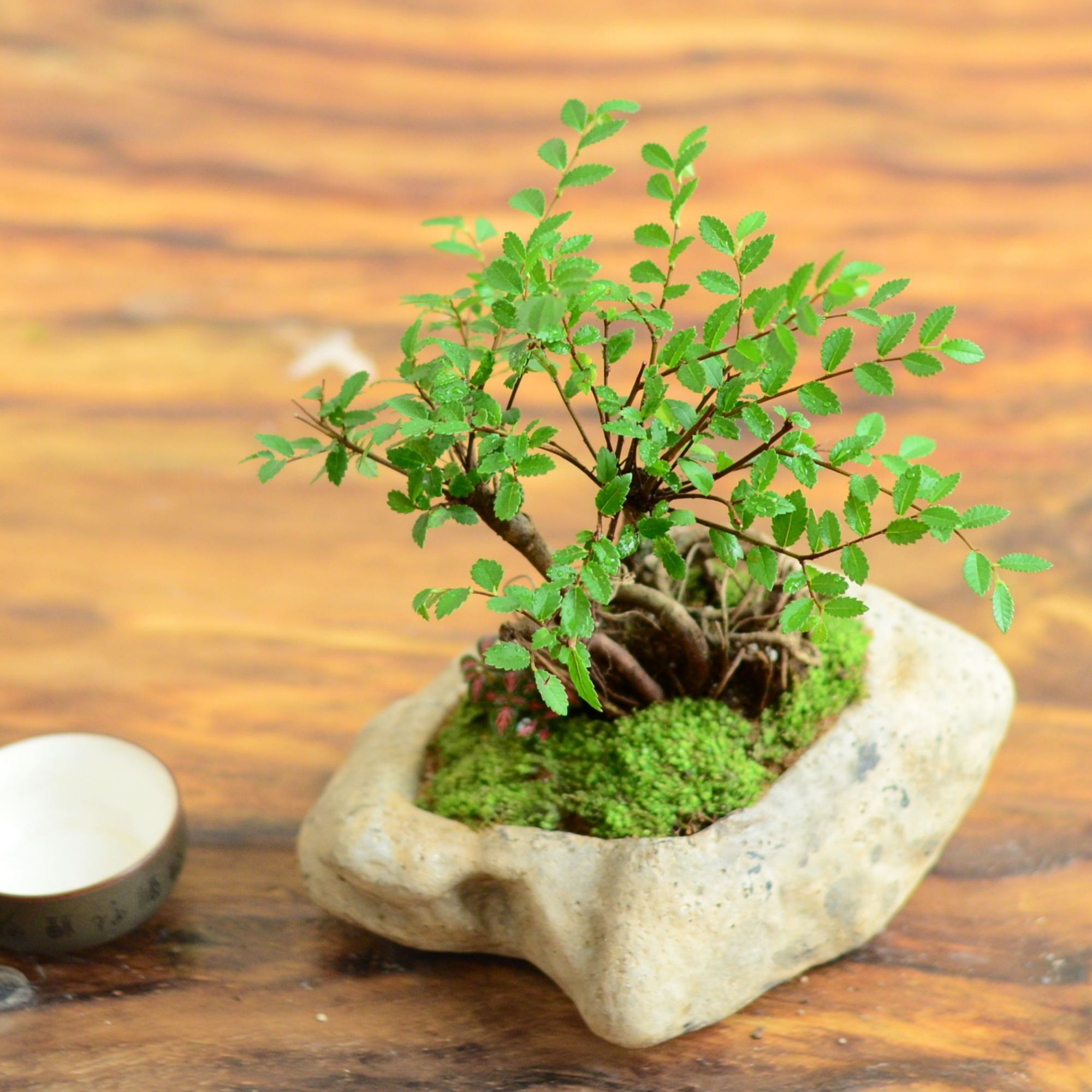 小叶榆树的翻盆养护,做成微型盆景,越养越值钱