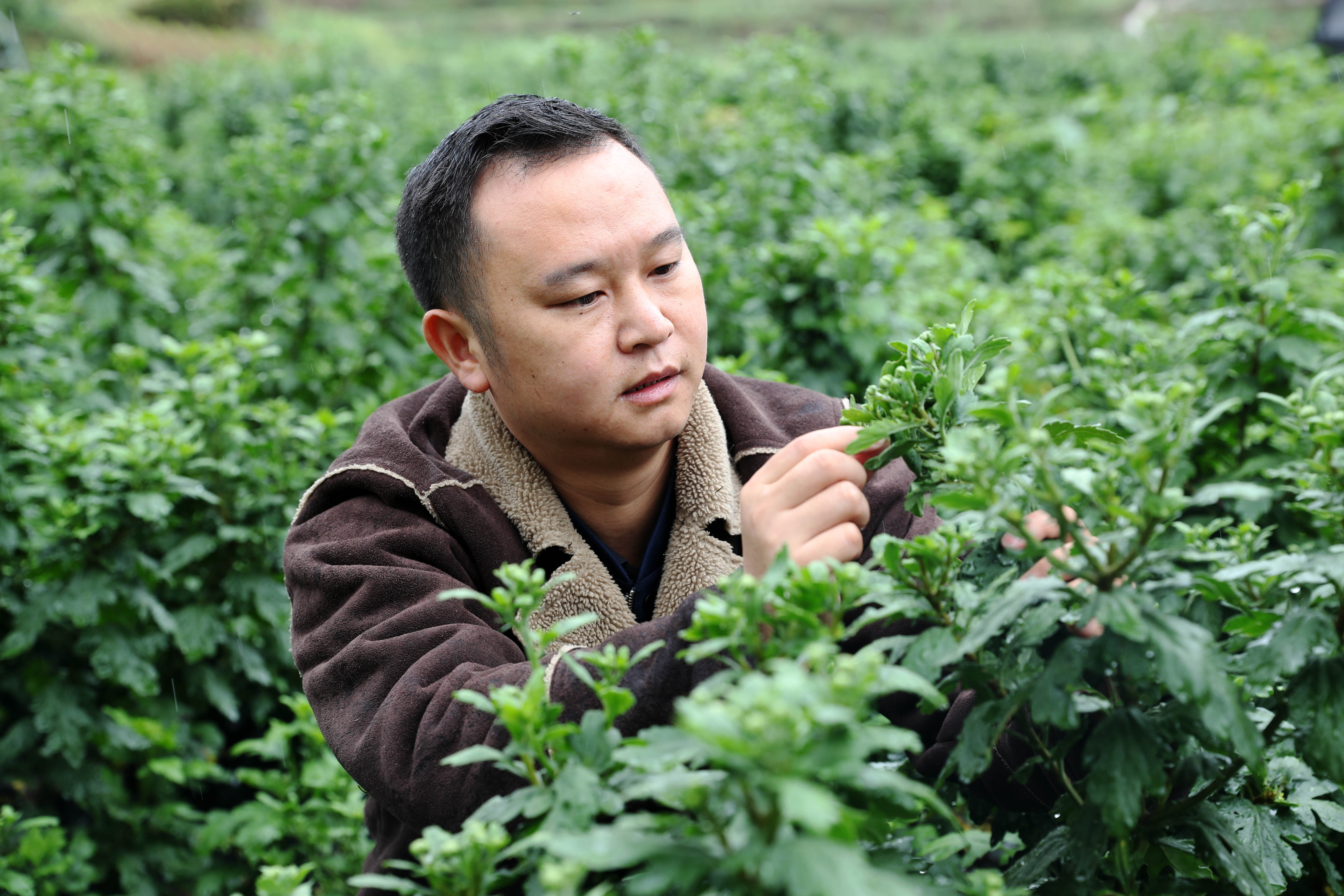 "新农民"简义相返乡创业助脱贫(1)