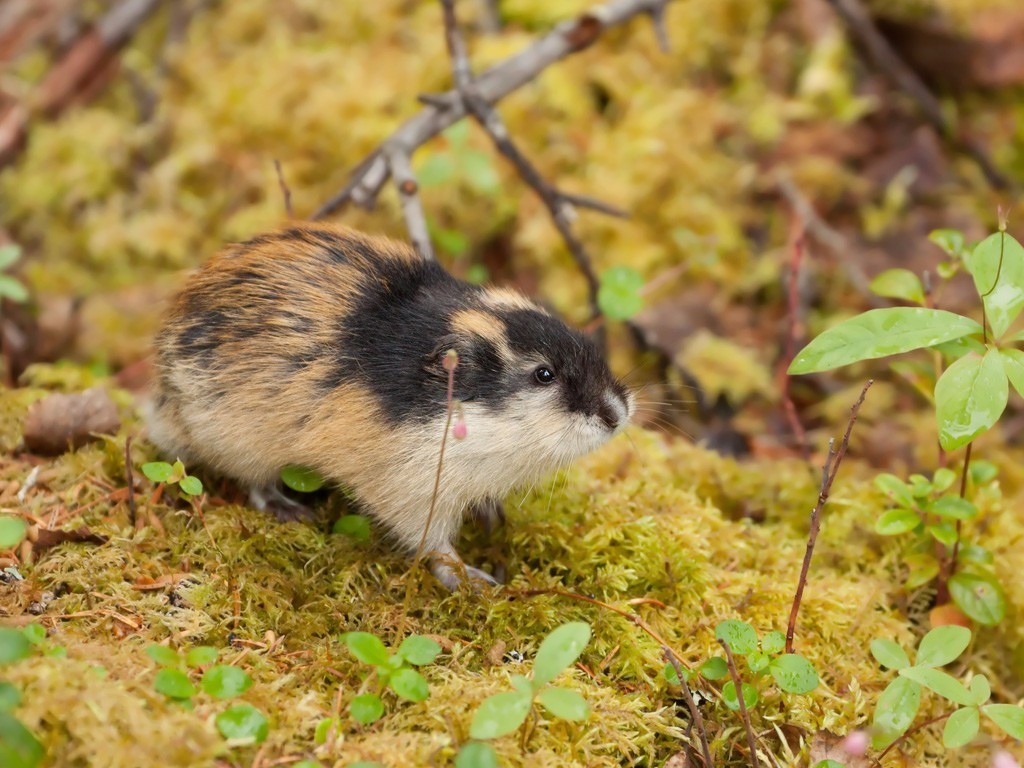 北极这一动物,投海自杀行为之谜,众说纷纭,至今都没有一个定论