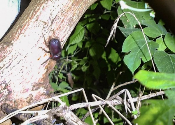 上海最大萤火虫栖息地险被挖掘机挖掉!能否保住还是未知数