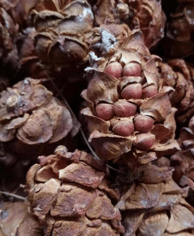 山区,农村的野生松塔卖不出去,可以选择卖松子也不错啊!