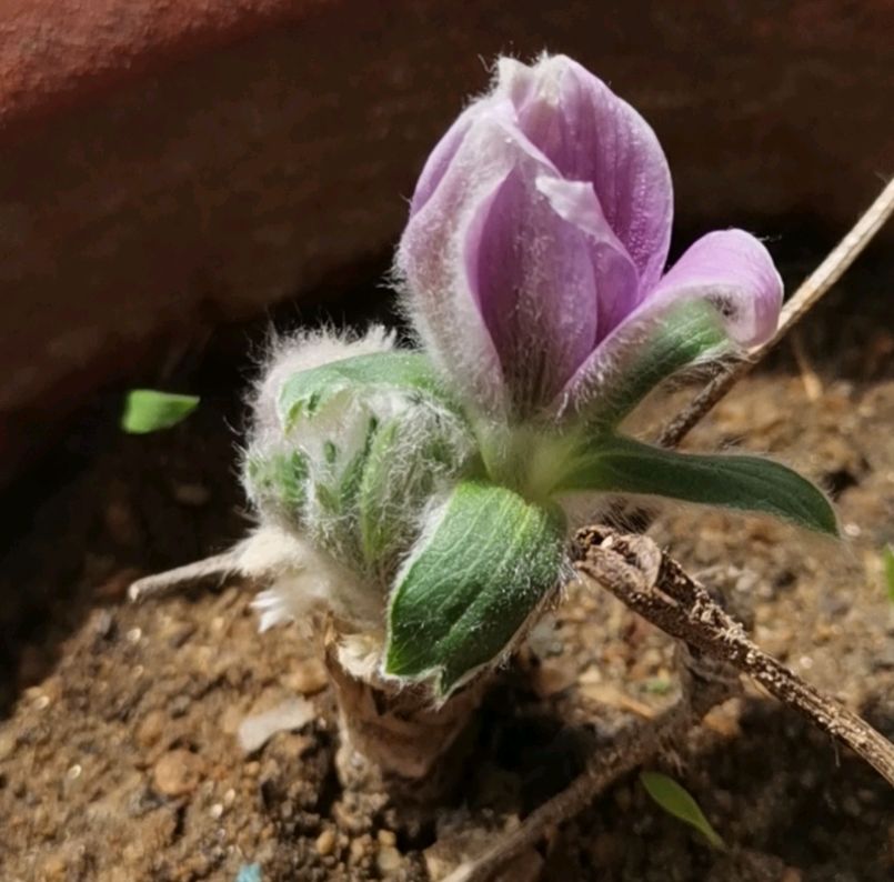 北方的老红花(二)