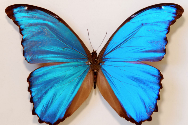 蝴蝶和飞蛾之间有什么区别呢?我们就一起来探索吧!一定很奇妙!