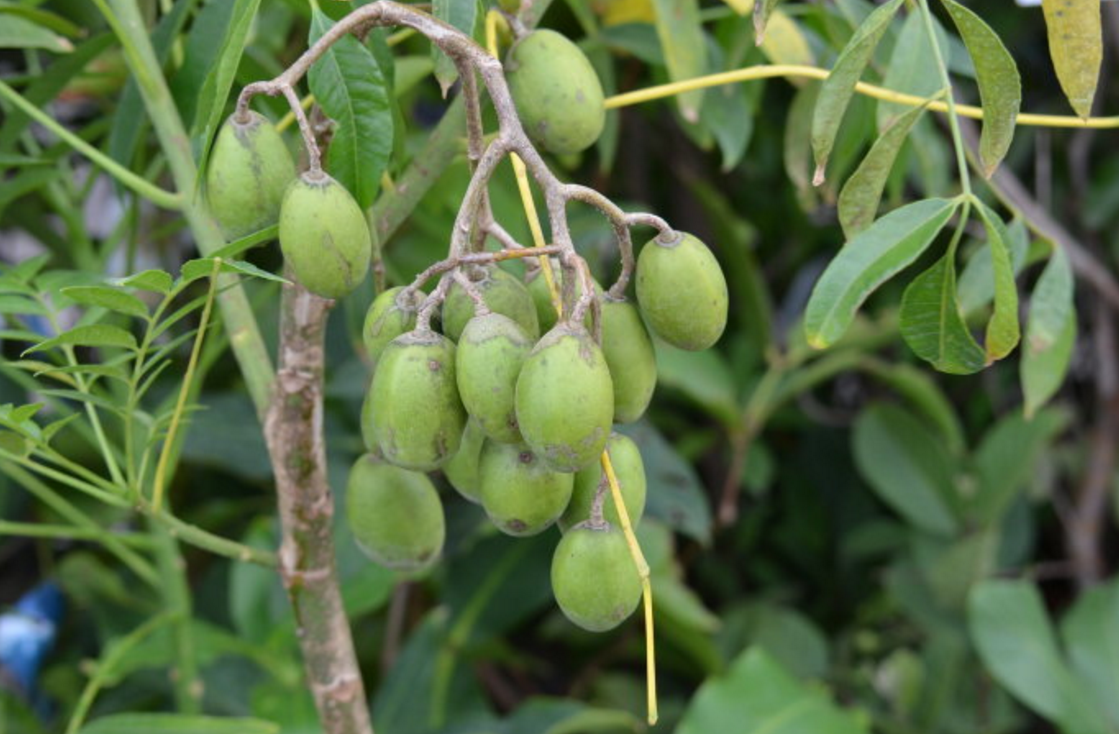 果树- 热门商品专区