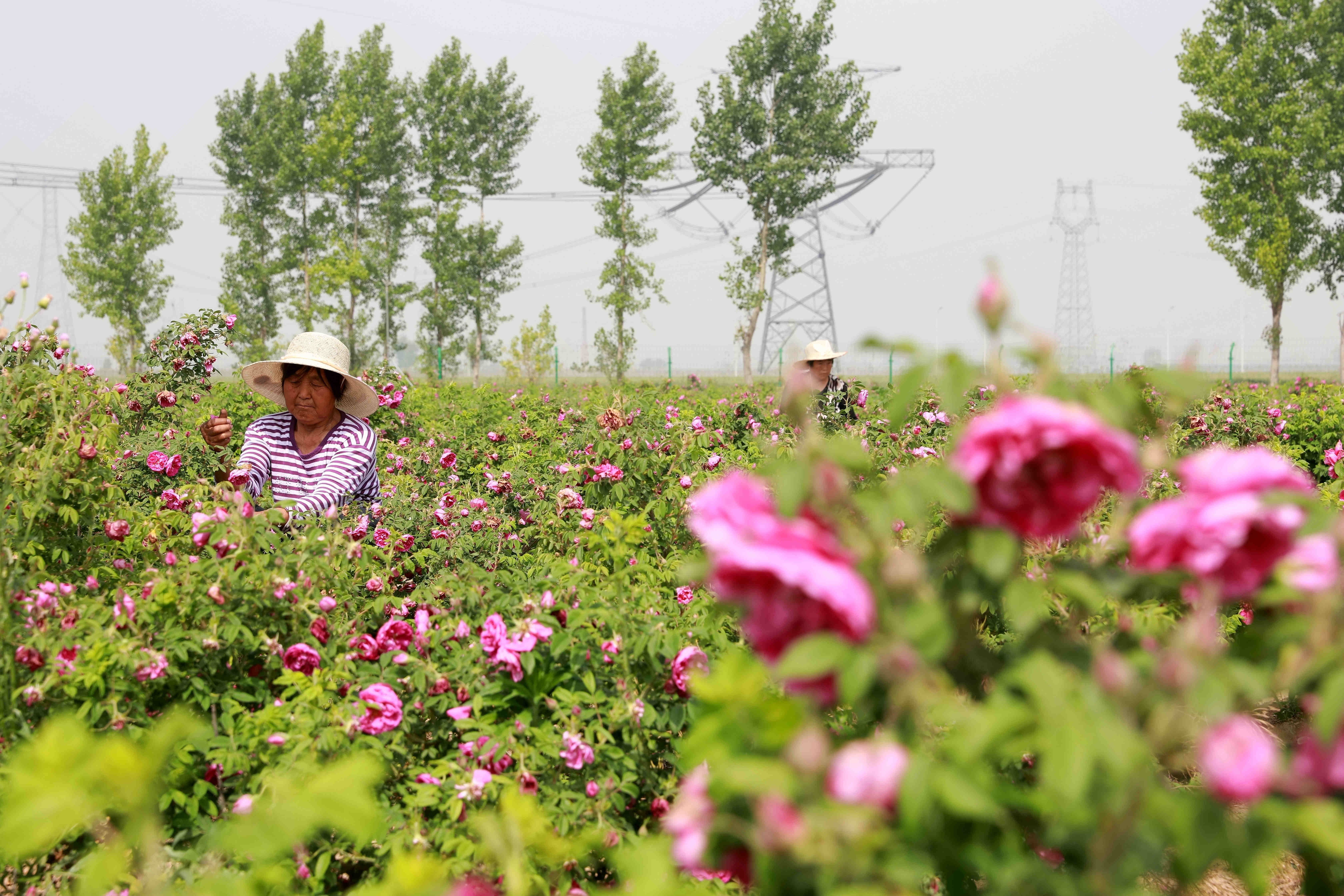 河北任县:"美丽经济"助力乡村振兴(3)