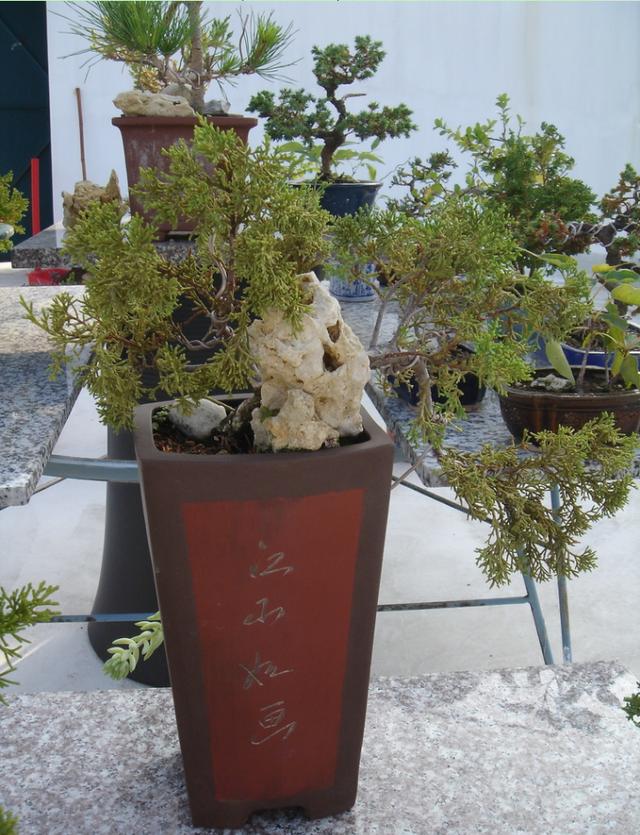 针柏盆景