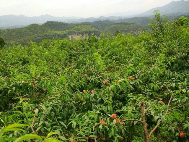 水蜜桃如何修剪:水蜜桃树经过修剪之后就能均匀分配营养,如果不做好