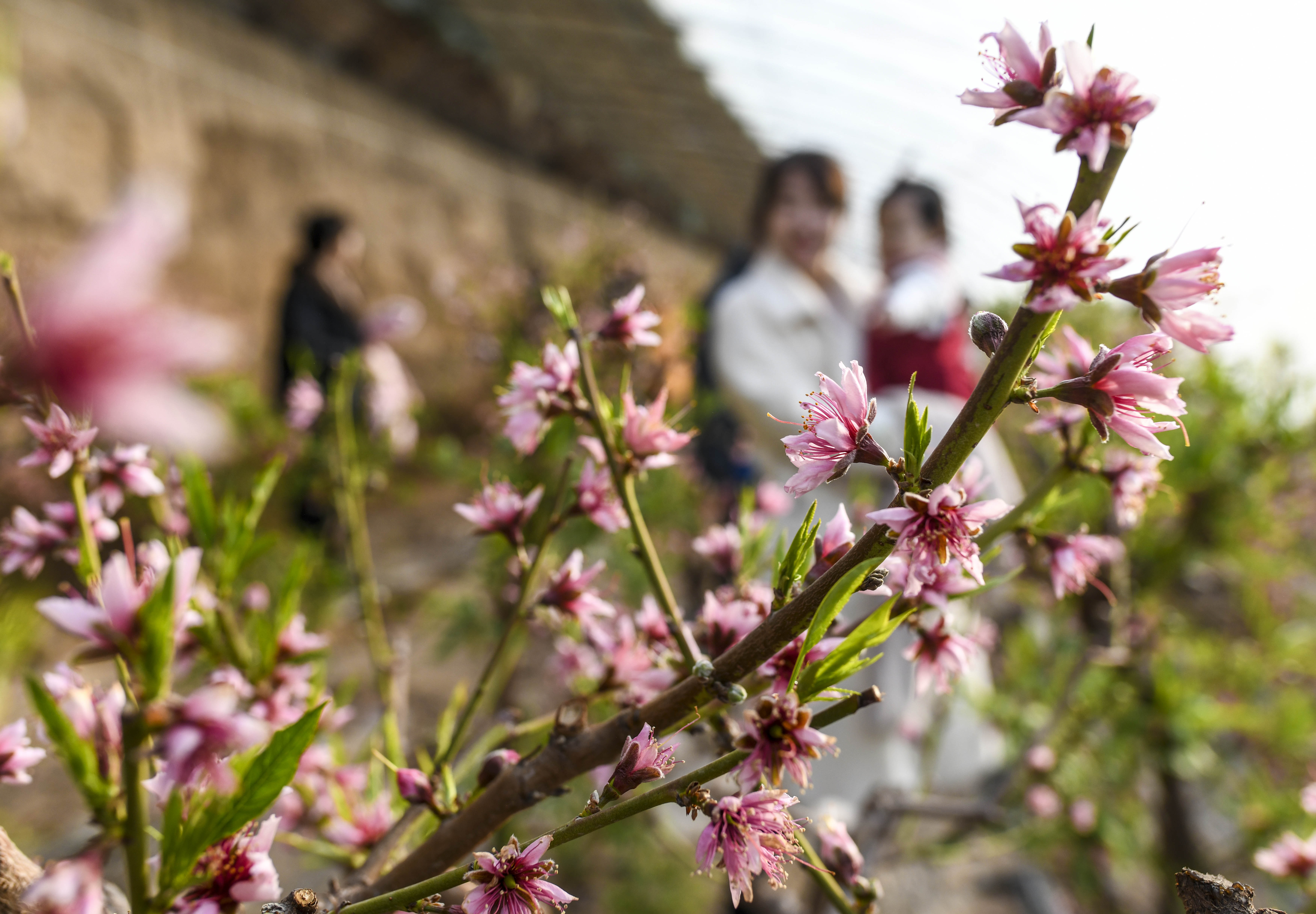 新疆鄯善:桃花朵朵开