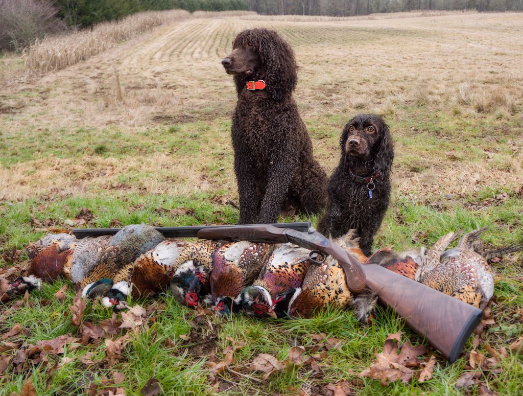 羊头狗身的猛犬,在丛林深潭中穿梭,凶似比特犬,能力完爆军犬