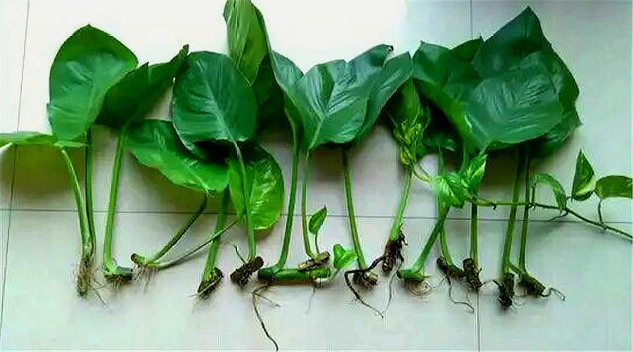 最简单的绿萝扦插方法,5天生根,1个月长成大瀑布