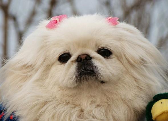 北京犬基本信息与主要特征