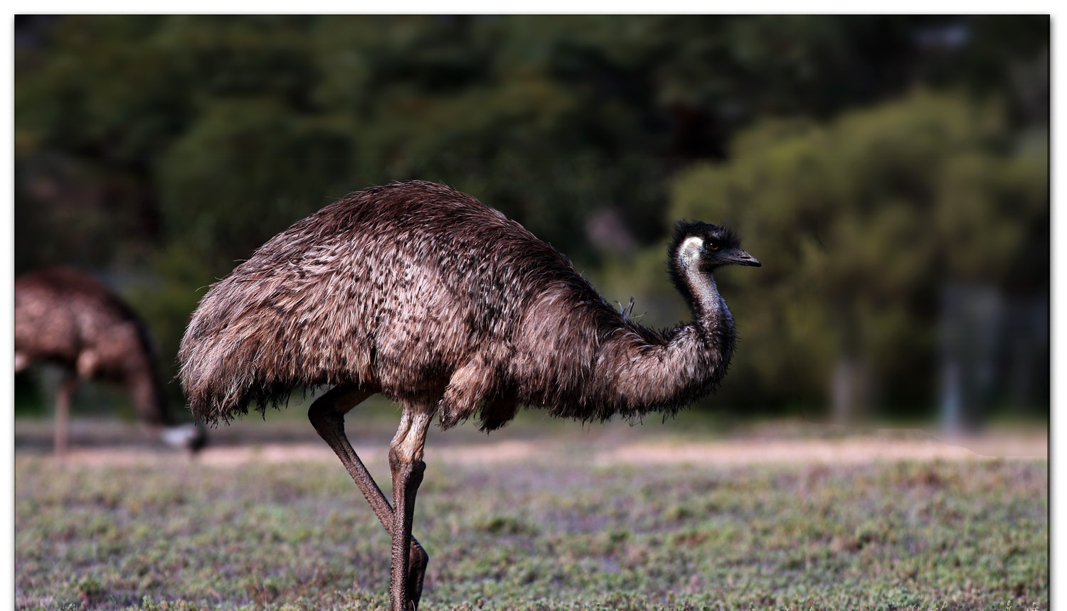 鸸鹋养殖成功的关键,你还不知道吗?都在这里了