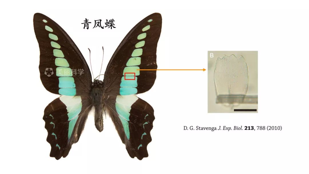 什麼是結構色?