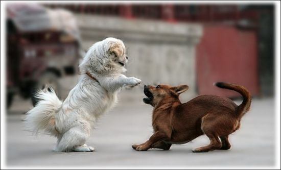 爱犬被咬伤!男子为狗报仇将对方打骨折:狗打不过,但我打得过你