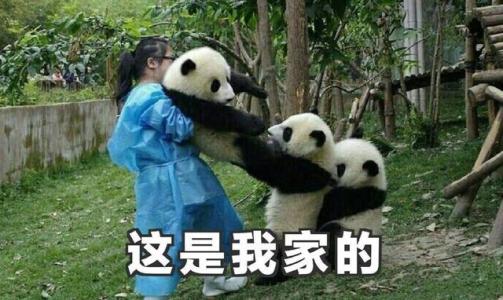 熊猫宝宝集体"越狱",号称"兽人永不为奴,除非包吃包住"