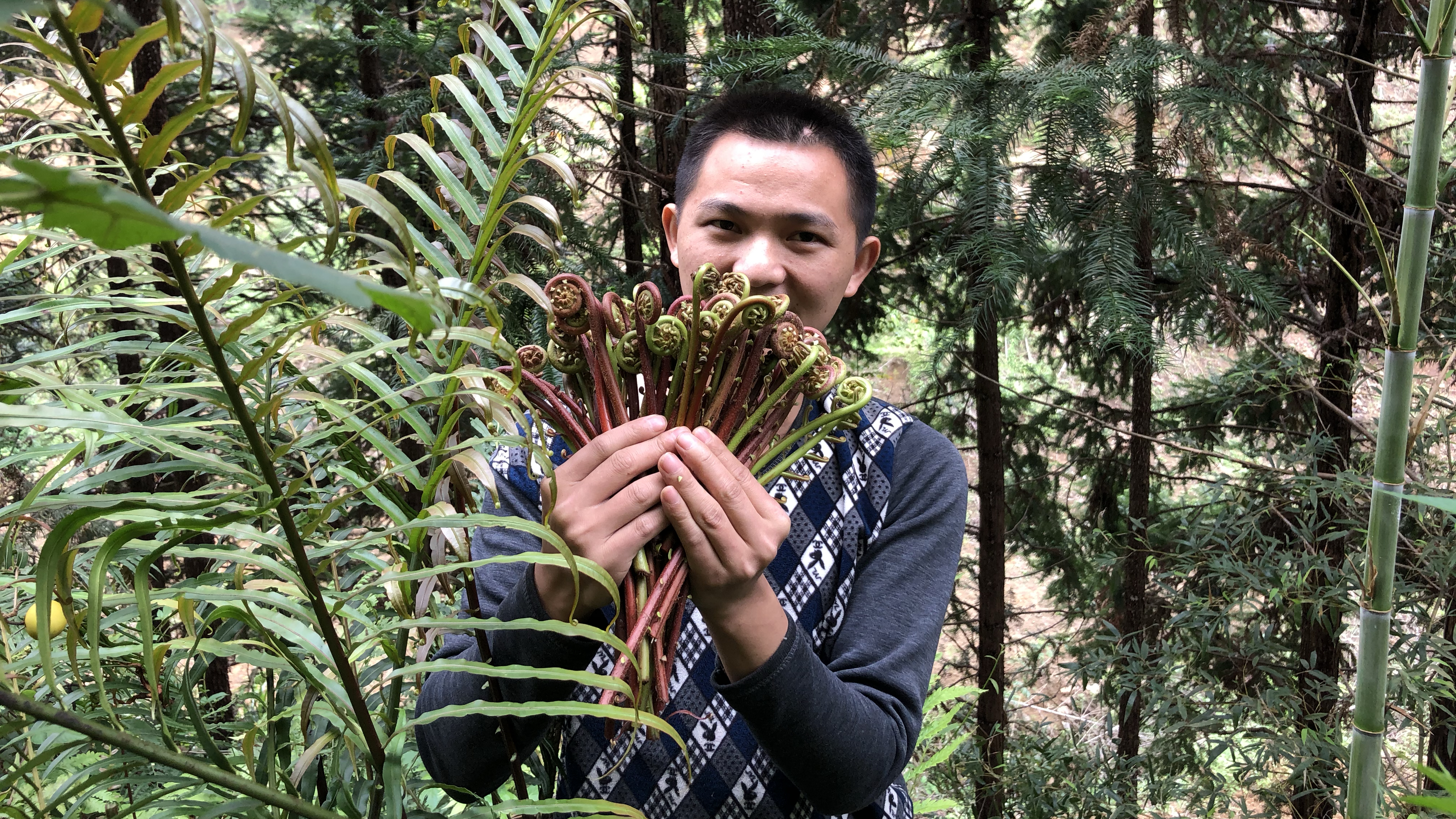 纯天然野生蕨菜,鲜嫩脆骨,营养价值高,被称为山菜之王